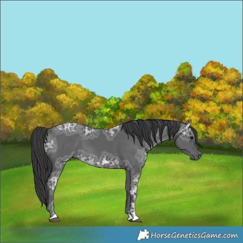 Horse Color:Black Ice