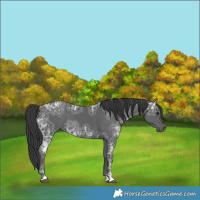 Horse Color:Black Ice 