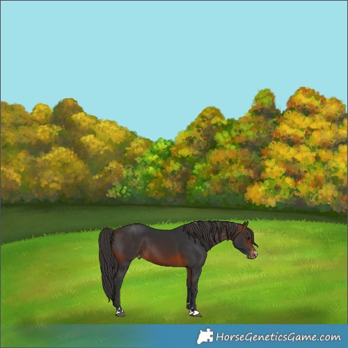 Horse Color:Brown Varnish 