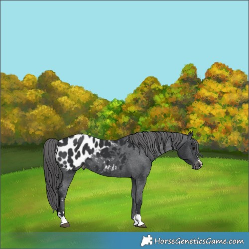 Horse Color:Black Blanket 