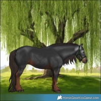 Horse Color:Gray White Spotted Liver Chestnut 