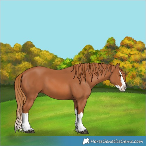 Horse Color:Chestnut Splash
