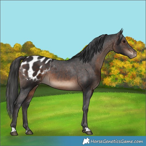 Horse Color:Brown Appaloosa 