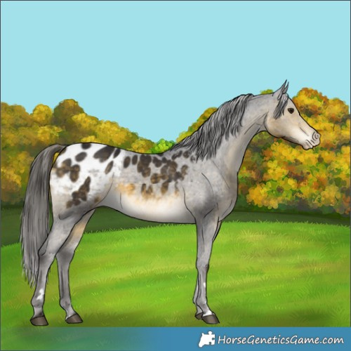 Horse Color:Buckskin Mushroom Appaloosa 