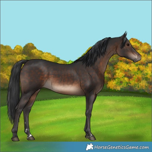Horse Color:Brown 