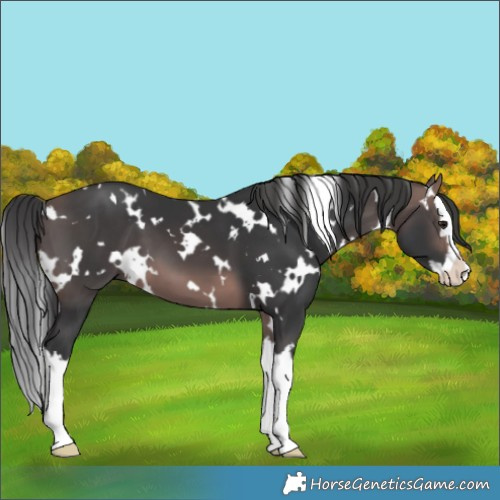 Horse Color:Platinum White Spotted Bay Splash 