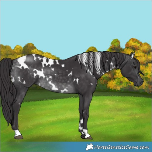 Horse Color:Platinum White Spotted Buckskin 