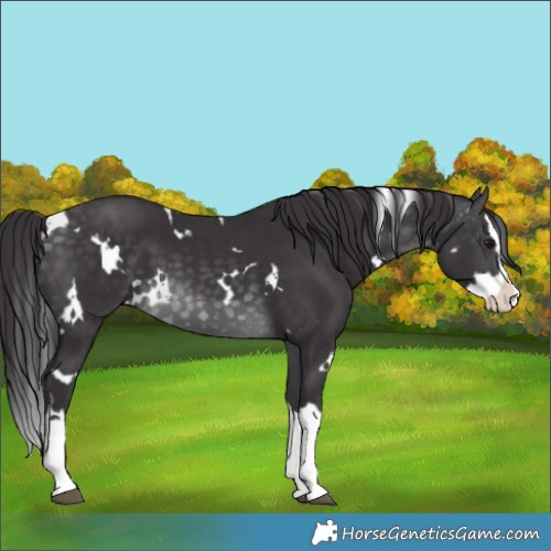 Horse Color:Platinum White Spotted Buckskin Splash 
