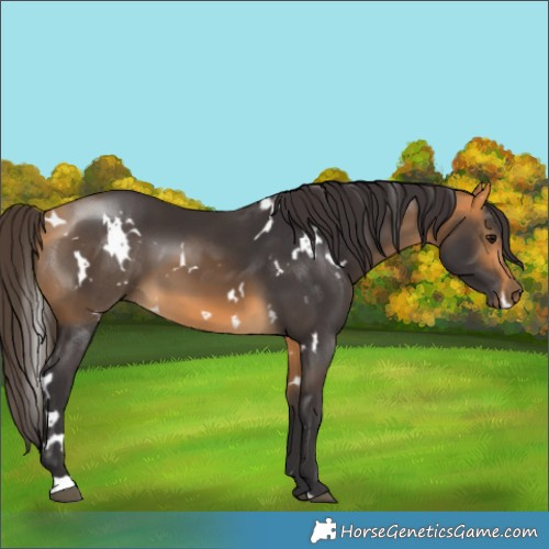 Horse Color:White Spotted Buckskin 