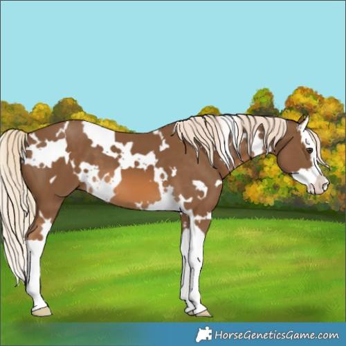 Horse Color:White Spotted Chocolate Palomino Splash 