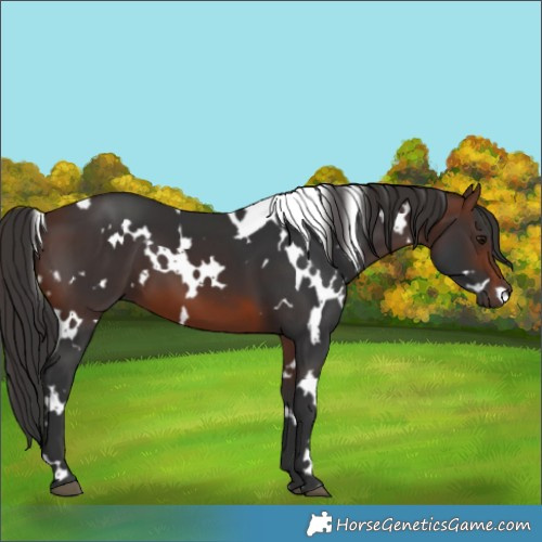 Horse Color:White Spotted Brown 