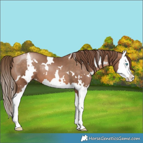 Horse Color:White Spotted Brown Pearl Splash 