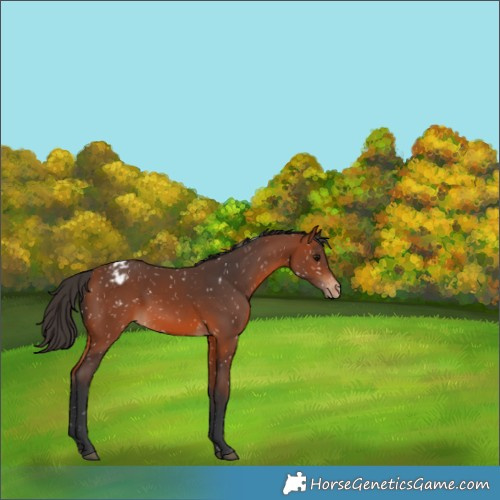 Horse Color:Bay Appaloosa 
