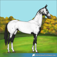 Horse Color:Gray Black Near Fewspot 