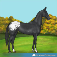 Horse Color:Black Appaloosa