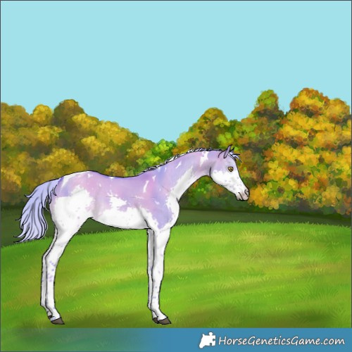 Horse Color:Watercolor White Spotted Silver Brown Dun Splash Tobiano 