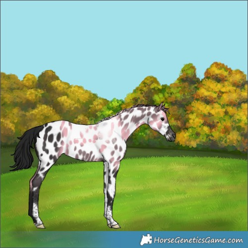 Horse Color:Gray White Spotted Black Tobiano Near Leopard Rabicano 