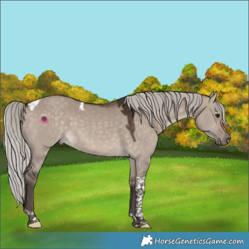 Horse Color:Silver Brown Dun Tobiano 