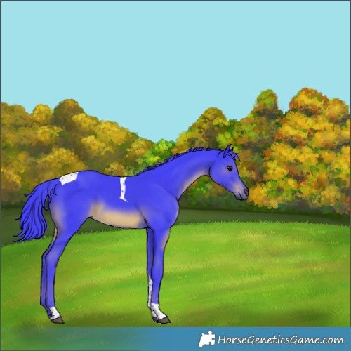Horse Color:Watercolor Black Tobiano 