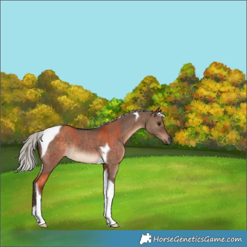 Horse Color:Silver Brown Dun Tobiano 