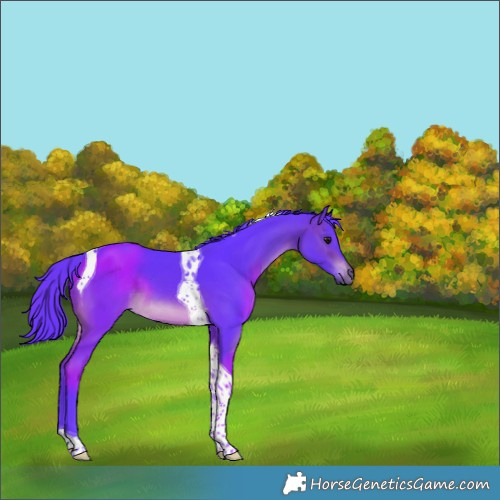 Horse Color:Watercolor Brown Tobiano 