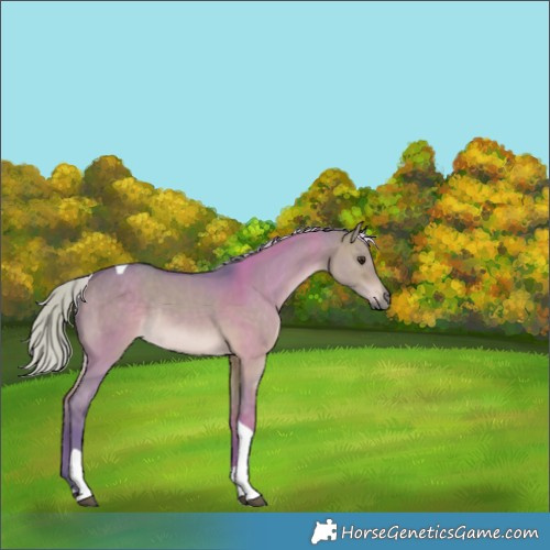 Horse Color:Watercolor Silver Brown Dun Tobiano Rabicano
