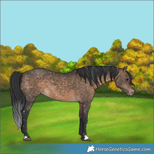 Horse Color:Brown Dun Appaloosa
