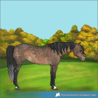 Horse Color:Brown Dun Appaloosa 