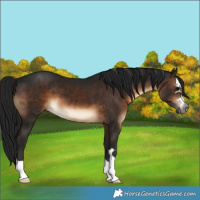 Horse Color:Gray Brown