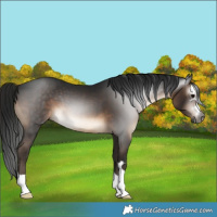 Horse Color:Gray Brown 