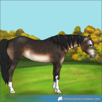 Horse Color:Gray Brown 