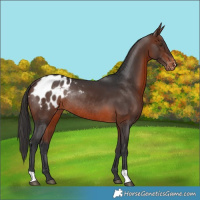 Horse Color:Brown Appaloosa Rabicano 
