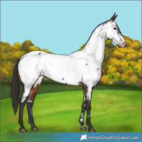 Horse Color:Brown Appaloosa 
