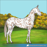 Horse Color:Black Pearl Leopard 
