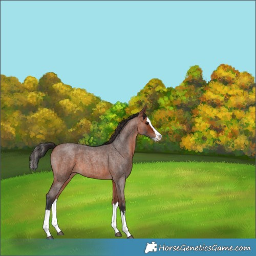 Horse Color:Bay Roan Splash 