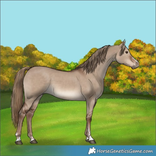 Horse Color:Liver Red Dun 