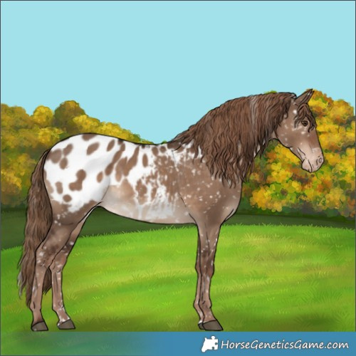 Horse Color:Liver Red Dun Appaloosa 