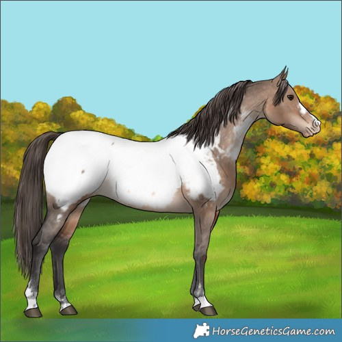 Horse Color:Brown Dun Appaloosa 