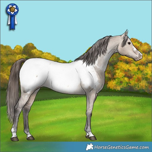 Horse Color:Brown Dun Appaloosa 