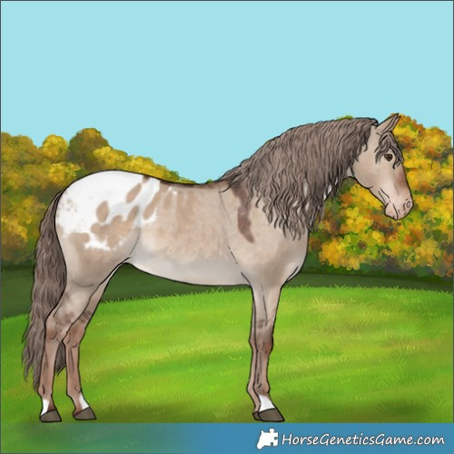 Horse Color:Liver Red Dun Appaloosa 