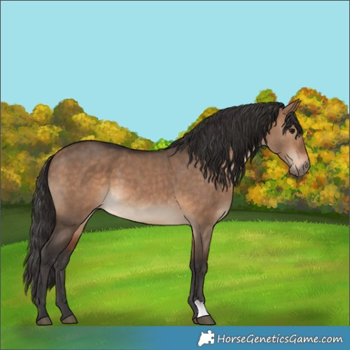 Horse Color:Bay Dun 