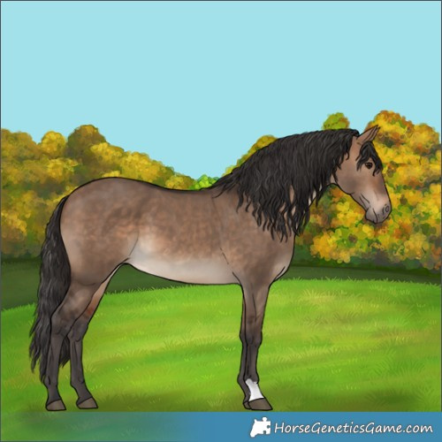 Horse Color:Bay Dun 