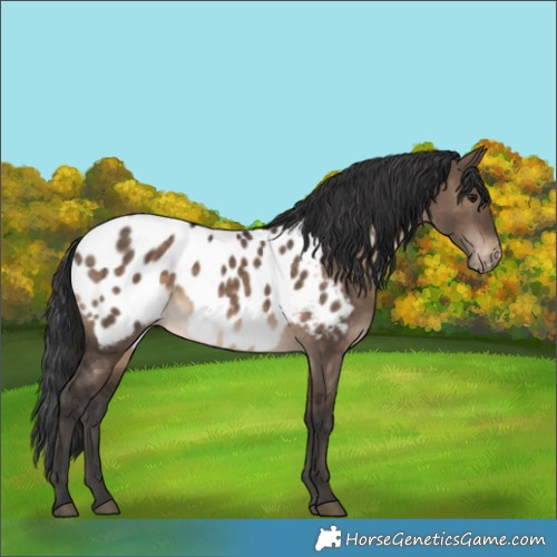 Horse Color:Brown Dun Appaloosa 