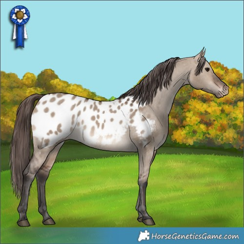 Horse Color:Brown Dun Appaloosa 