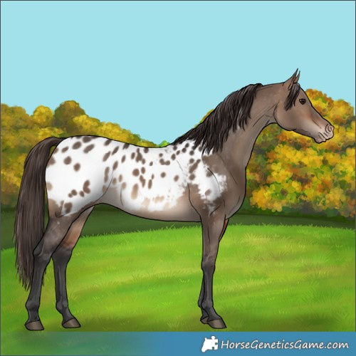 Horse Color:Brown Dun Appaloosa 