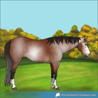 Horse Color:Gray Bay