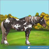 Horse Color:White Spotted Liver Chestnut Rabicano 