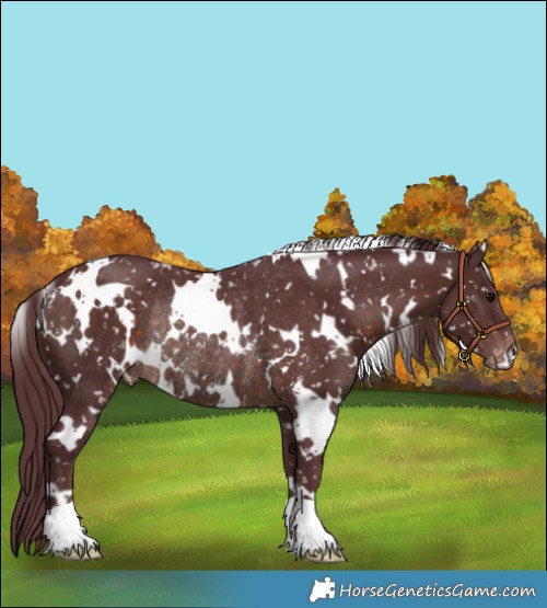 Horse Color:White Spotted Chocolate Brown Appaloosa Rabicano 