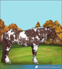 Horse Color:White Spotted Chocolate Brown Snowflake Varnish Rabicano 