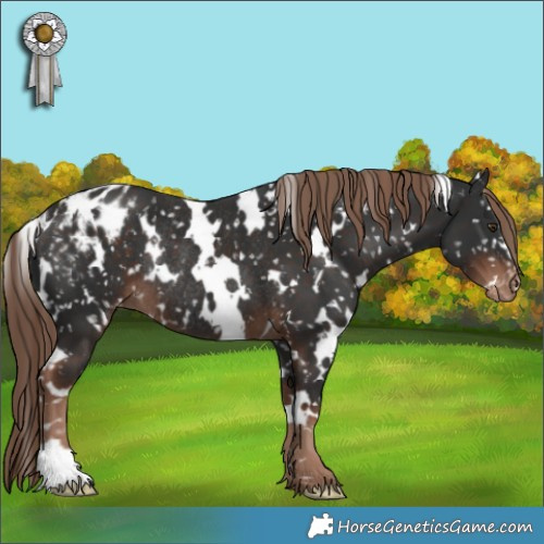 Horse Color:White Spotted Liver Chestnut Appaloosa Rabicano 
